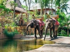Unique Elephant Experience